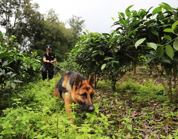 嗨，警犬！